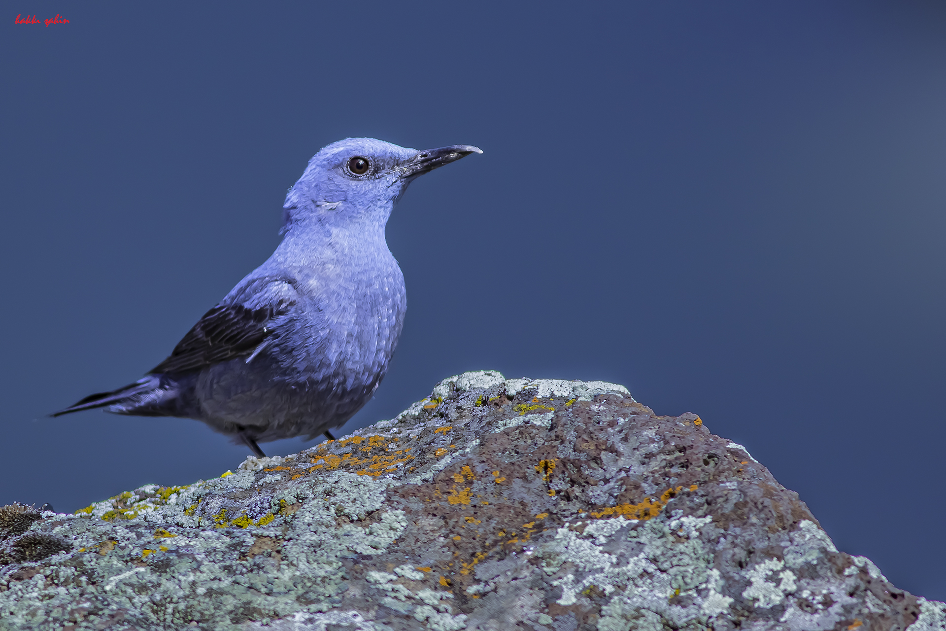 Blue Rock-Thrush